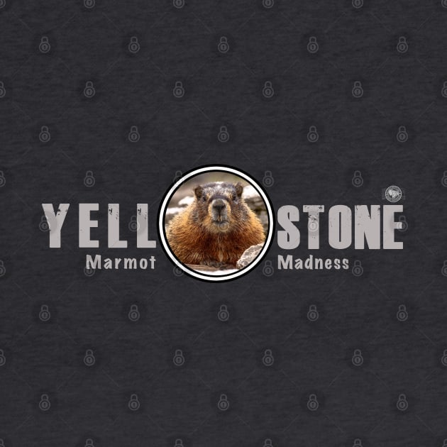 Marmot Madness, Yellowstone National Park by Smyrna Buffalo